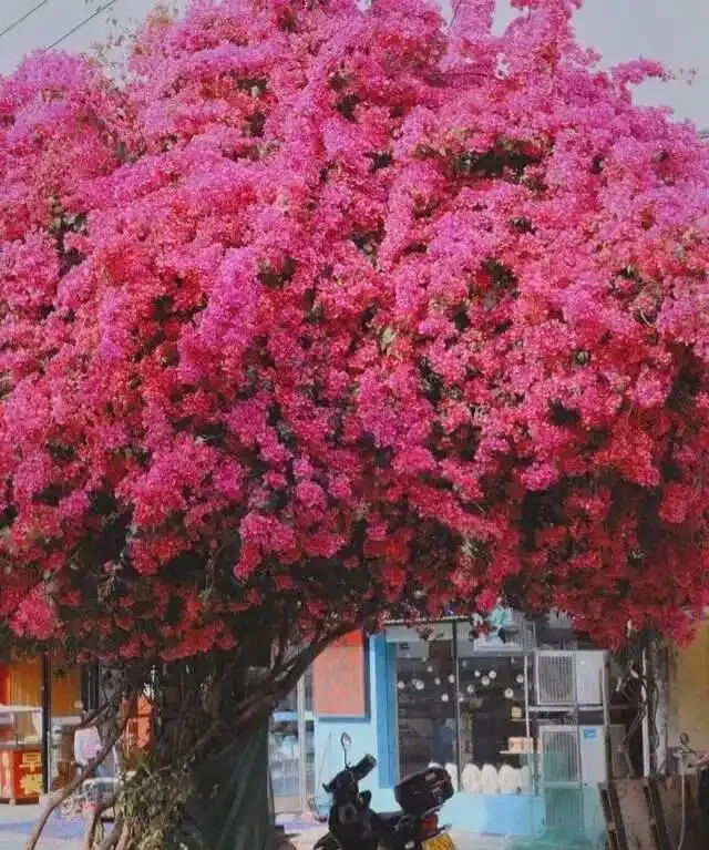 庭院種什麼花樹好看,開花期長