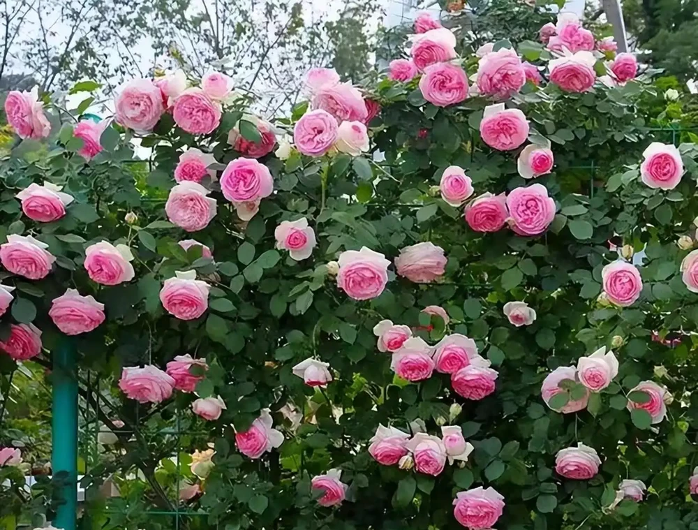 庭院種什麼花樹好看,開花期長
