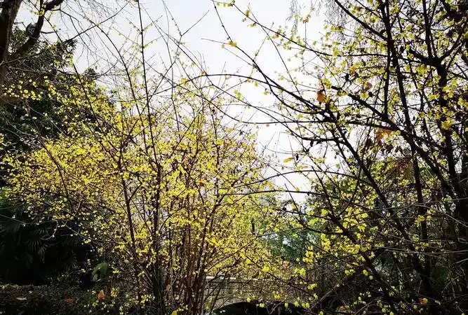 庭院種什麼花樹好看,開花期長