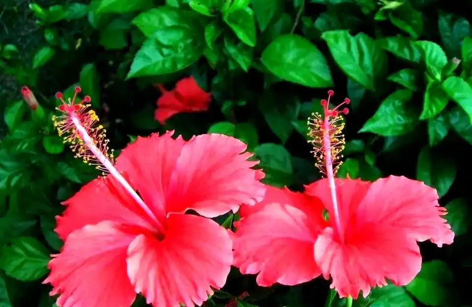庭院種什麼花樹好看,開花期長