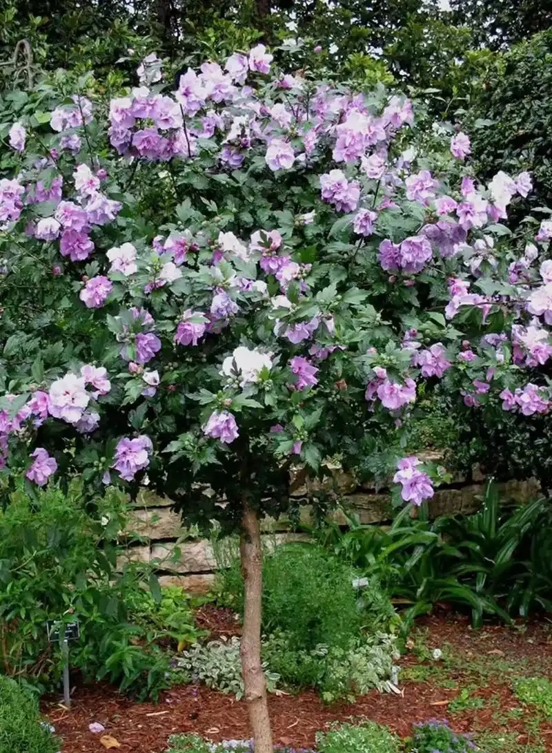 庭院種什麼花樹好看,開花期長
