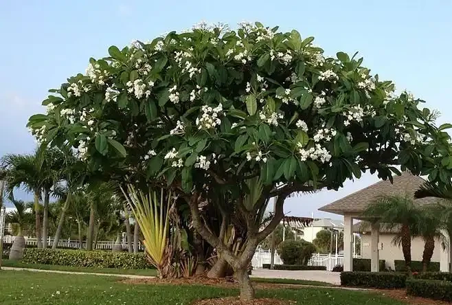 庭院種什麼花樹好看,開花期長