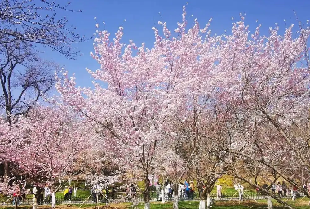 庭院種什麼花樹好看,開花期長