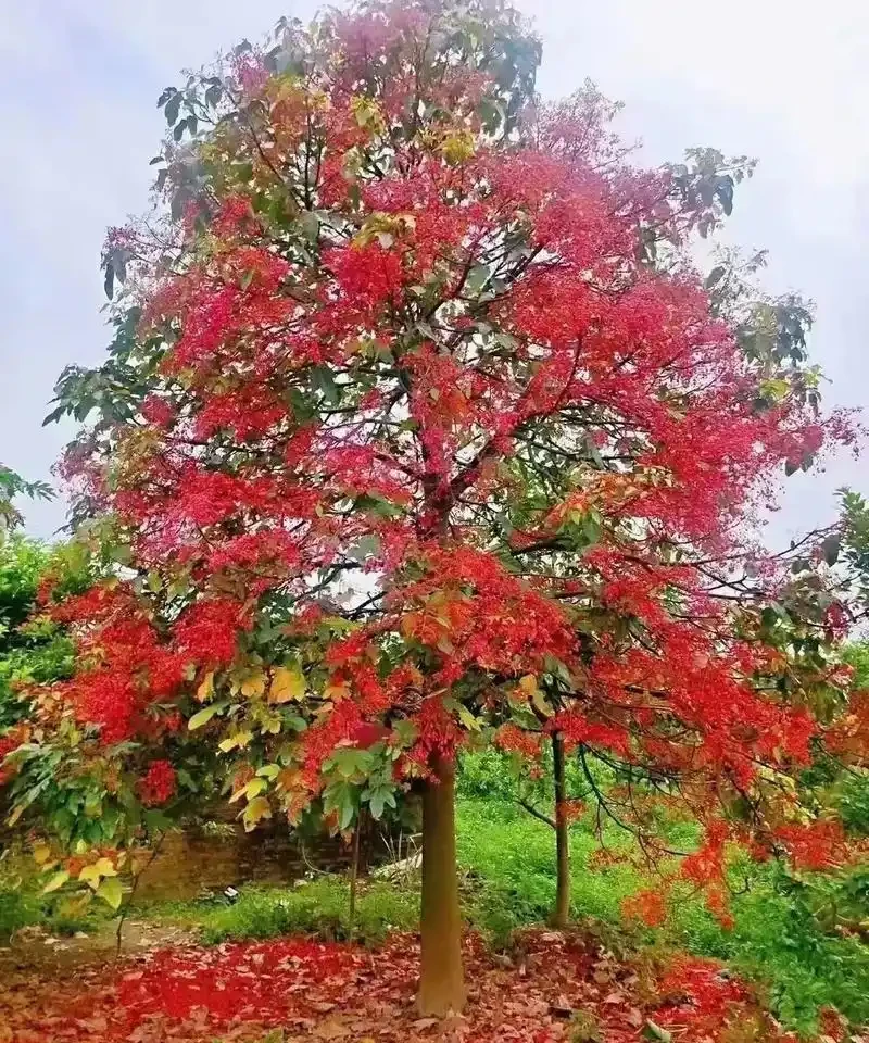 庭院種什麼花樹好看,開花期長