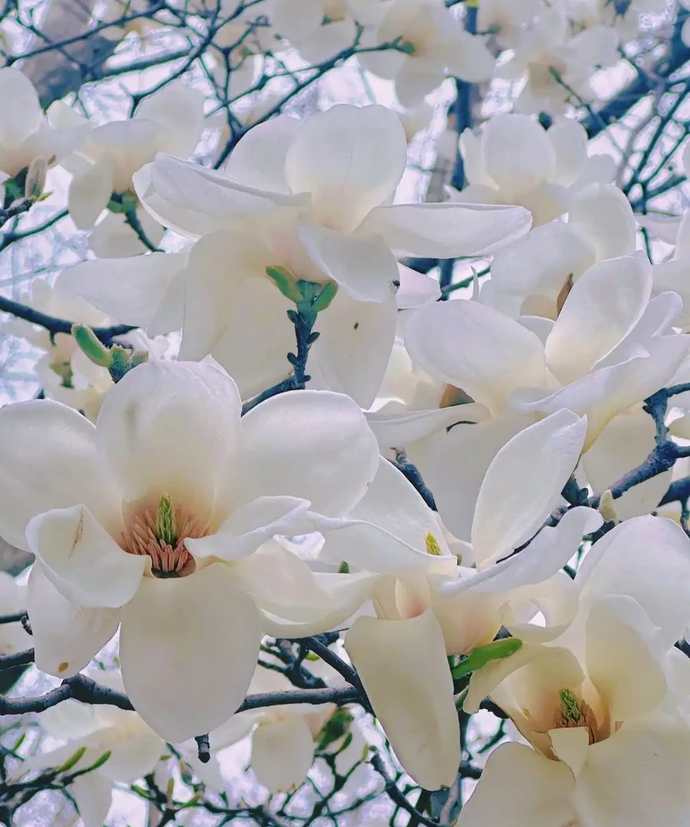 庭院種什麼花樹好看,開花期長