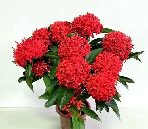 庭院種什麼花樹好看,開花期長