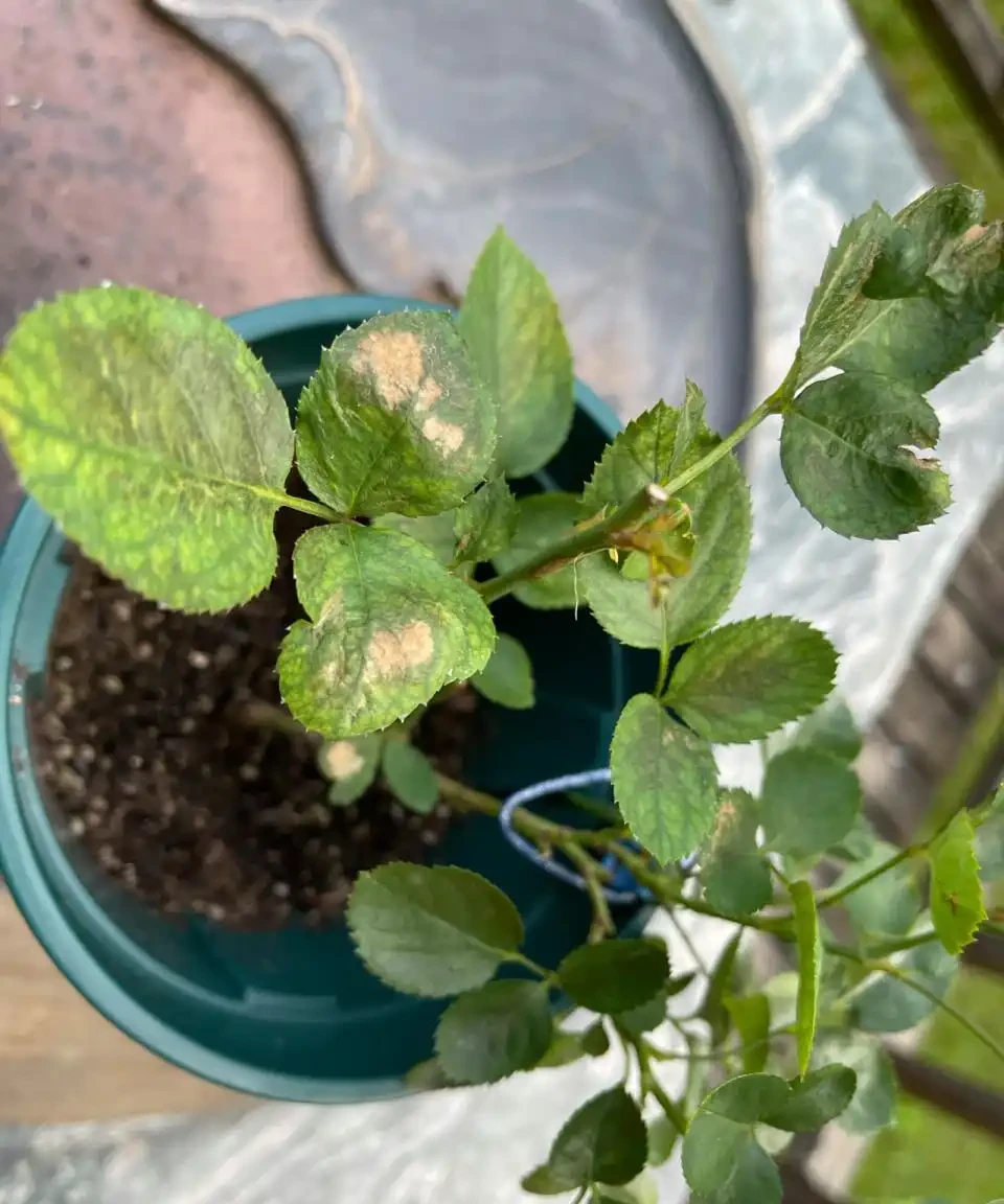 玫瑰花葉邊緣發黃乾枯怎麼回事？是什麼原因，有哪些解決方法