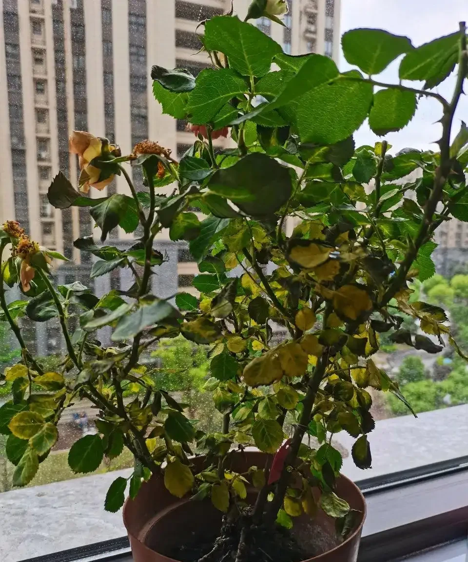 玫瑰花葉邊緣發黃乾枯怎麼回事？是什麼原因，有哪些解決方法