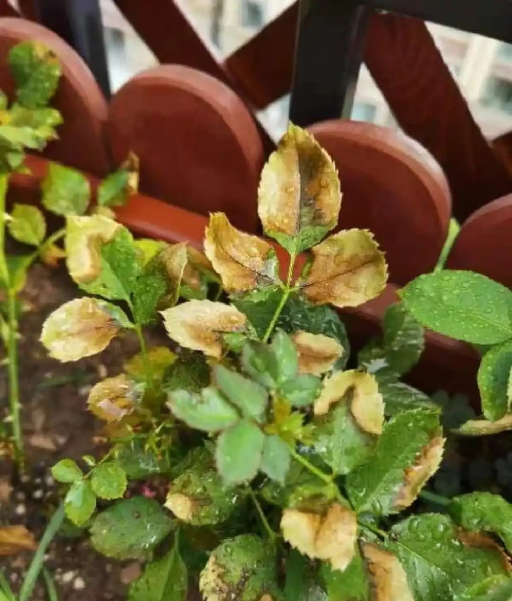 玫瑰花葉邊緣發黃乾枯怎麼回事？是什麼原因，有哪些解決方法