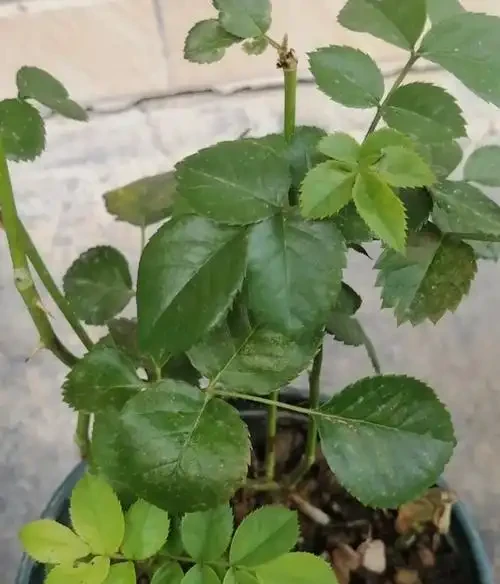 玫瑰花葉邊緣發黃乾枯怎麼回事？是什麼原因，有哪些解決方法