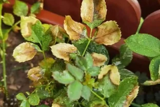 玫瑰花葉邊緣發黃乾枯怎麼回事？是什麼原因，有哪些解決方法