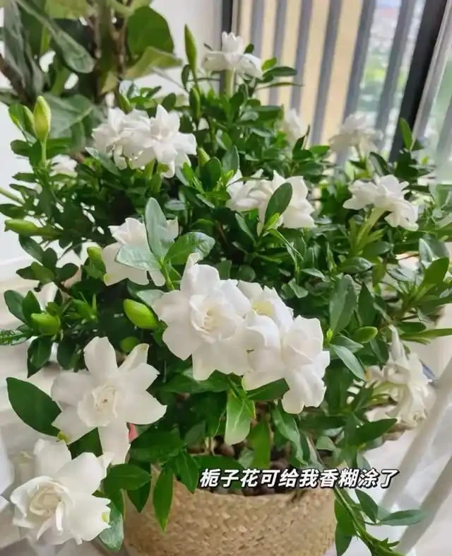 5種花就是「大酒鬼」,用啤酒灌一灌,花朵比葉子還要多!