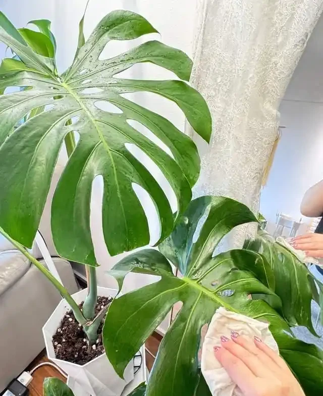 5種花就是「大酒鬼」,用啤酒灌一灌,花朵比葉子還要多!