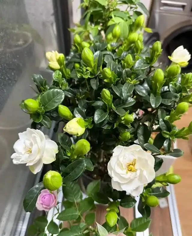 5種花就是「大酒鬼」,用啤酒灌一灌,花朵比葉子還要多!