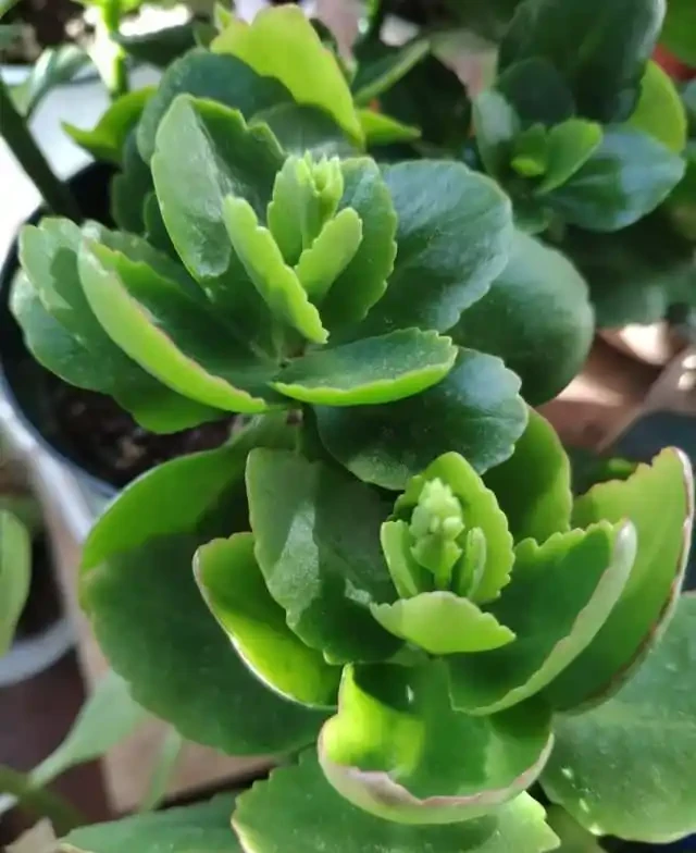 5種花就是「大酒鬼」,用啤酒灌一灌,花朵比葉子還要多!