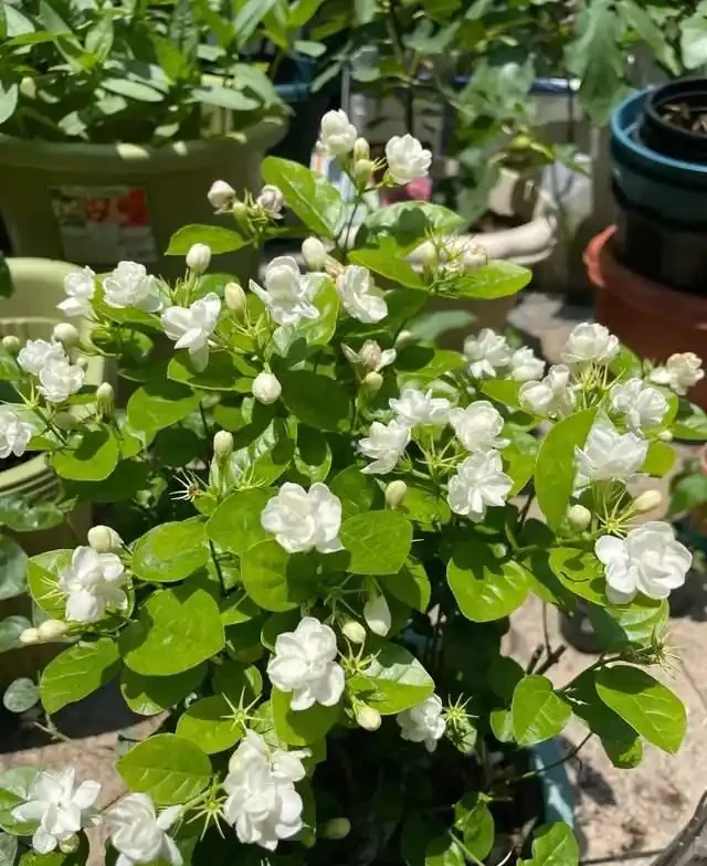 5種花就是「大酒鬼」,用啤酒灌一灌,花朵比葉子還要多!