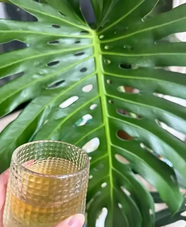 5種花就是「大酒鬼」,用啤酒灌一灌,花朵比葉子還要多!