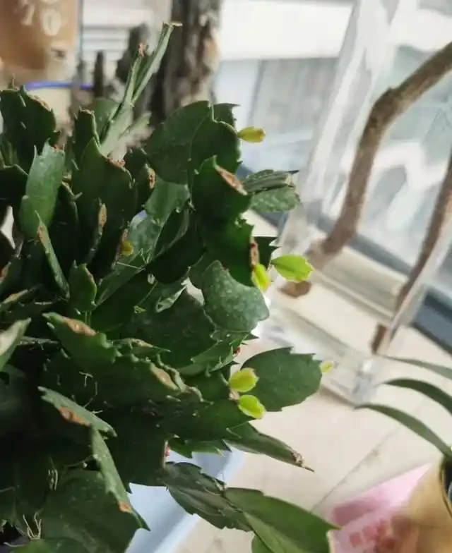 5種花就是「大酒鬼」,用啤酒灌一灌,花朵比葉子還要多!