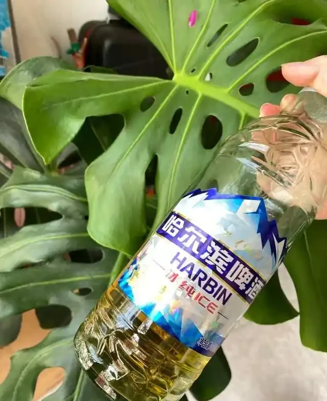 5種花就是「大酒鬼」,用啤酒灌一灌,花朵比葉子還要多!