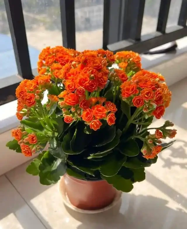 5種花就是「大酒鬼」,用啤酒灌一灌,花朵比葉子還要多!