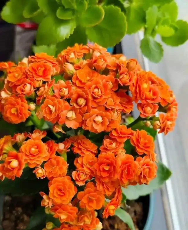 5種花就是「大酒鬼」,用啤酒灌一灌,花朵比葉子還要多!