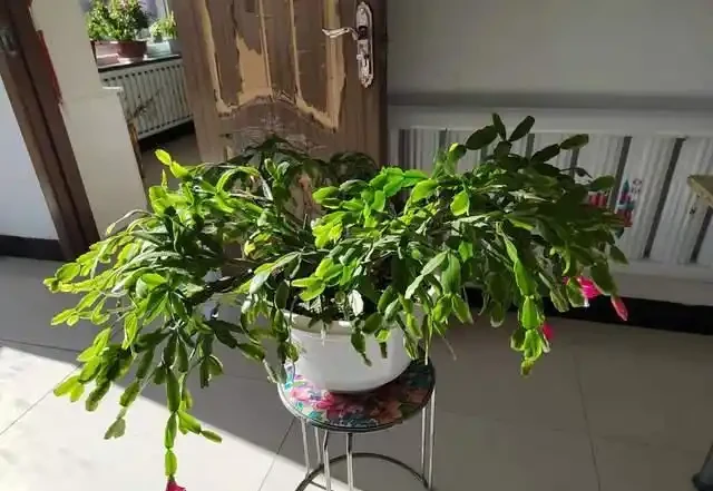 5種花就是「大酒鬼」,用啤酒灌一灌,花朵比葉子還要多!