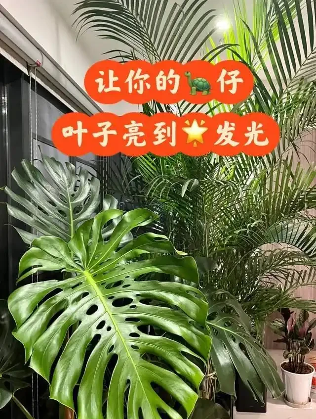 5種花就是「大酒鬼」,用啤酒灌一灌,花朵比葉子還要多!