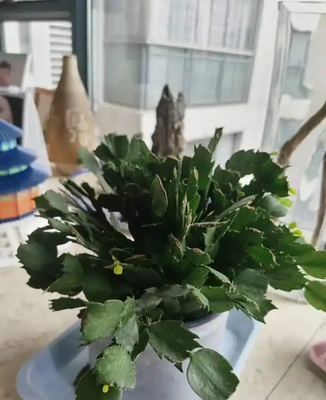 5種花就是「大酒鬼」,用啤酒灌一灌,花朵比葉子還要多!