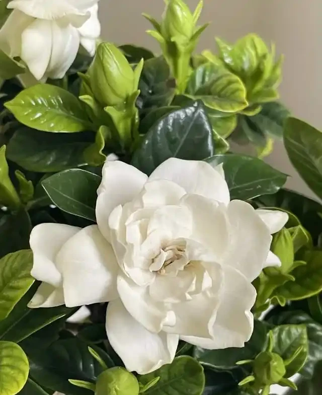 5種花就是「大酒鬼」,用啤酒灌一灌,花朵比葉子還要多!