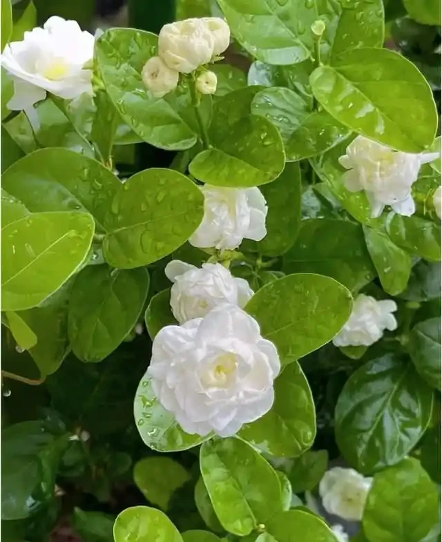 5種花就是「大酒鬼」,用啤酒灌一灌,花朵比葉子還要多!