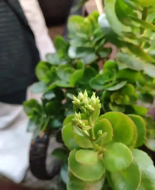 5種花就是「大酒鬼」,用啤酒灌一灌,花朵比葉子還要多!