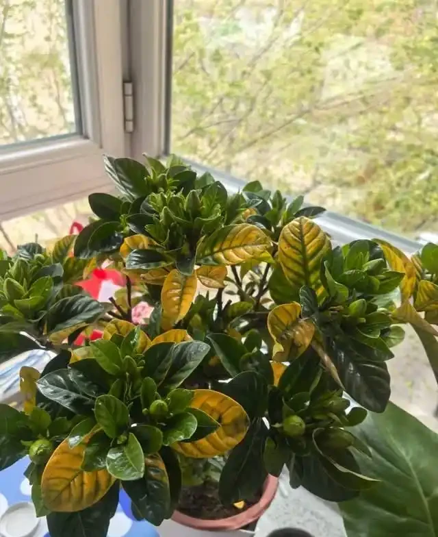5種花就是「大酒鬼」,用啤酒灌一灌,花朵比葉子還要多!