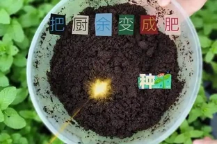 5種花就是「大酒鬼」，用啤酒灌一灌，花朵比葉子還要多！