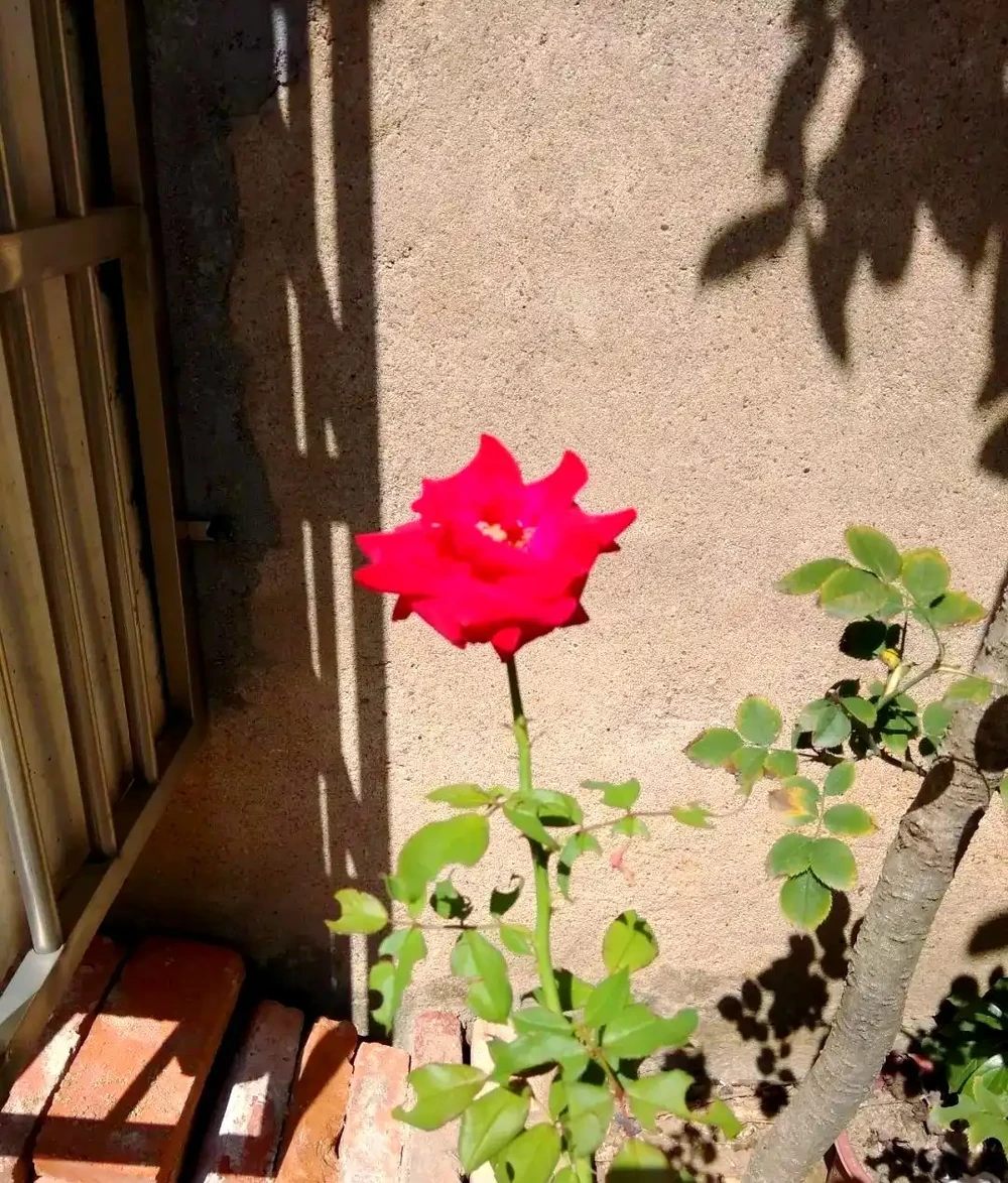 揭秘植物葉片失蹤之謎：切葉蜂的作案手法與防治策略