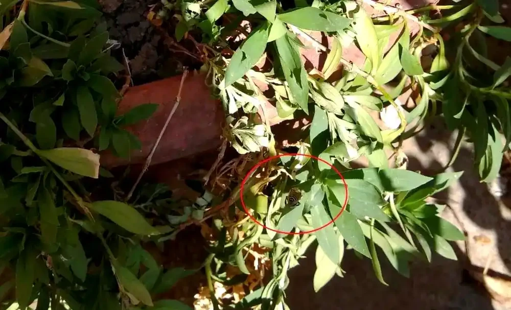 揭秘植物葉片失蹤之謎：切葉蜂的作案手法與防治策略