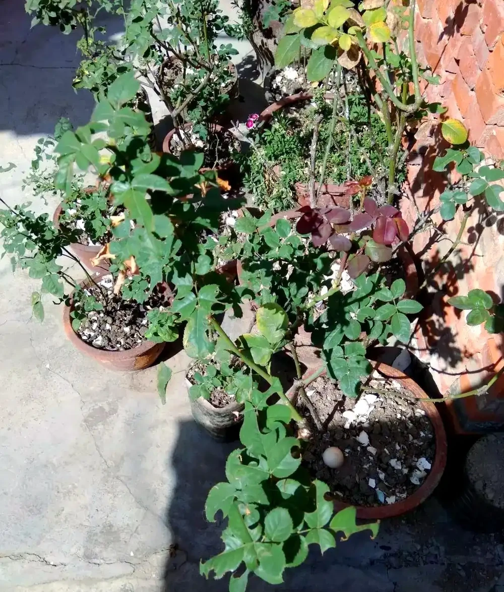 揭秘植物葉片失蹤之謎：切葉蜂的作案手法與防治策略