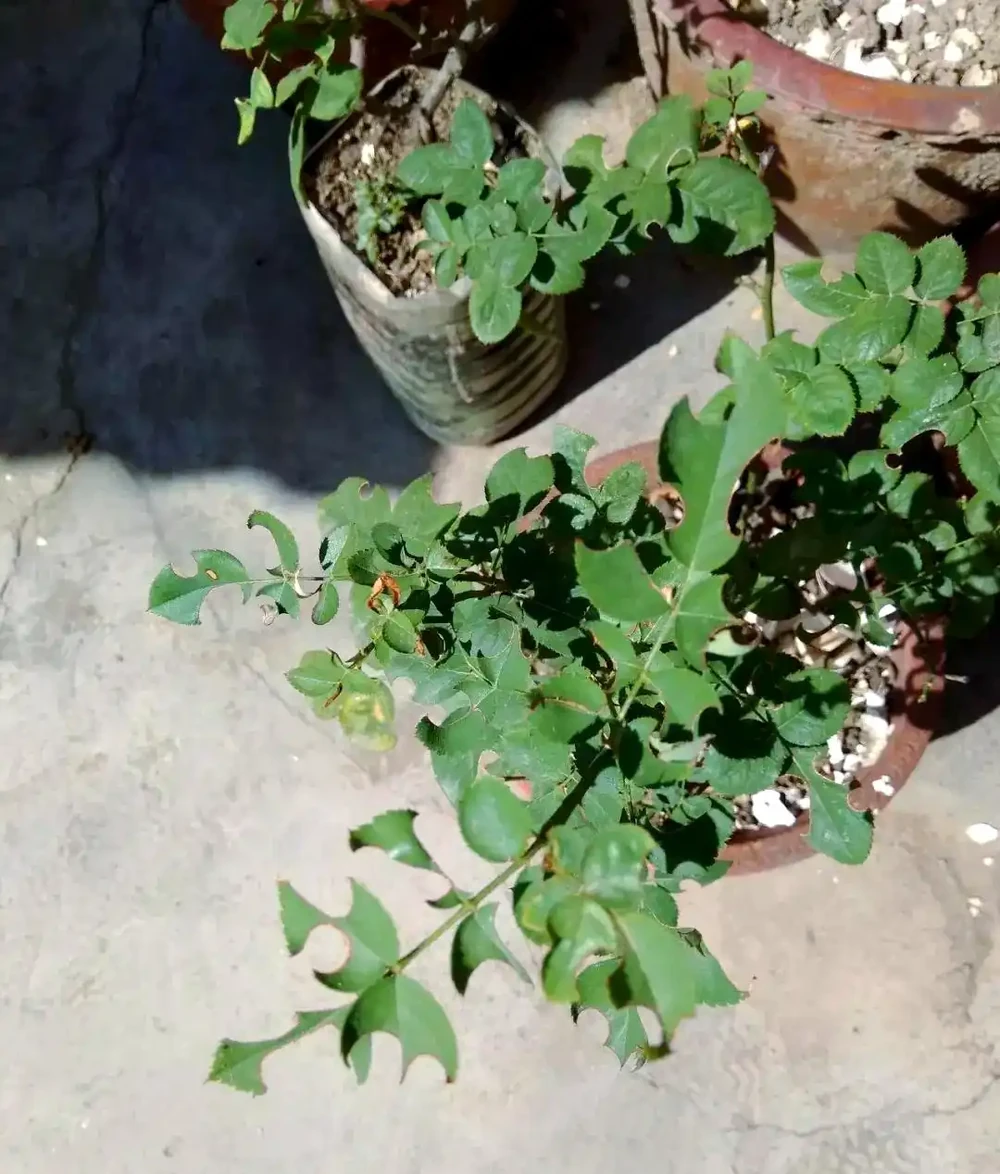 揭秘植物葉片失蹤之謎：切葉蜂的作案手法與防治策略
