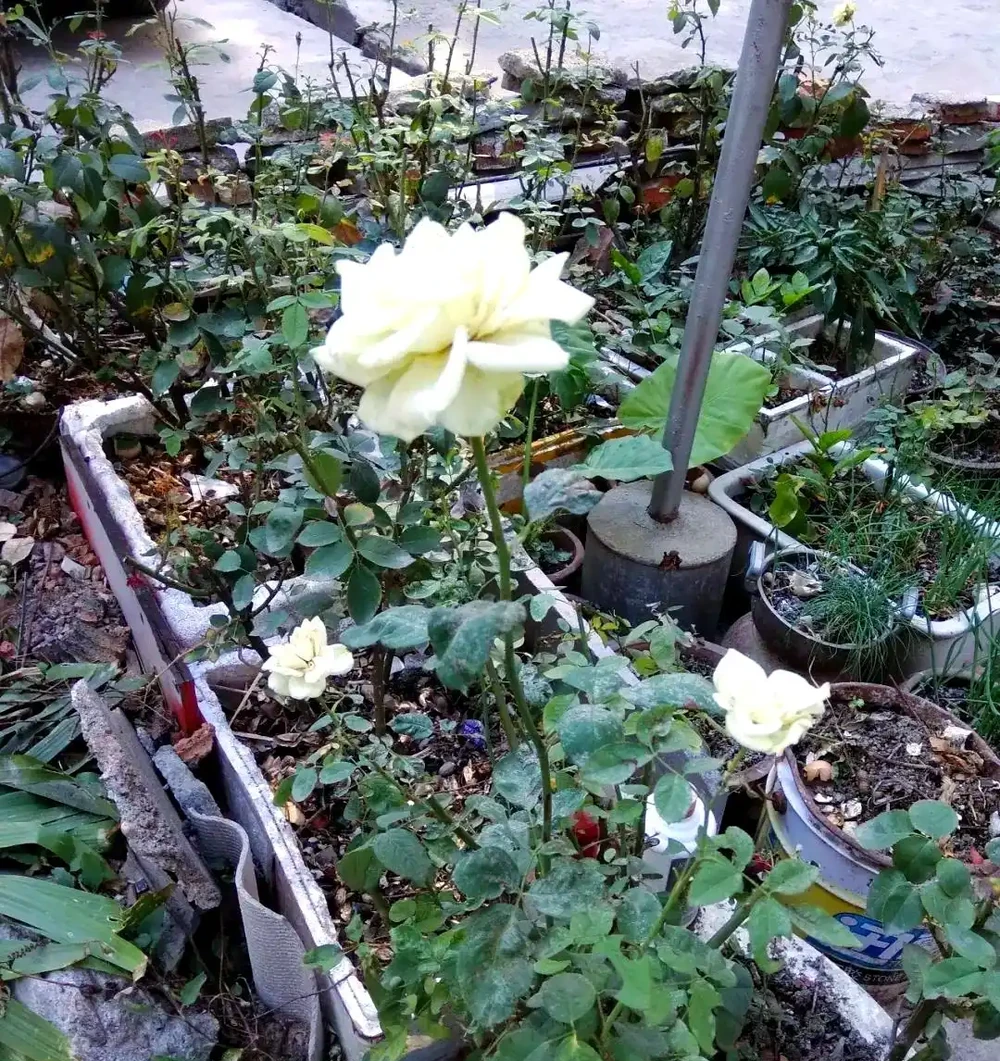 揭秘植物葉片失蹤之謎：切葉蜂的作案手法與防治策略