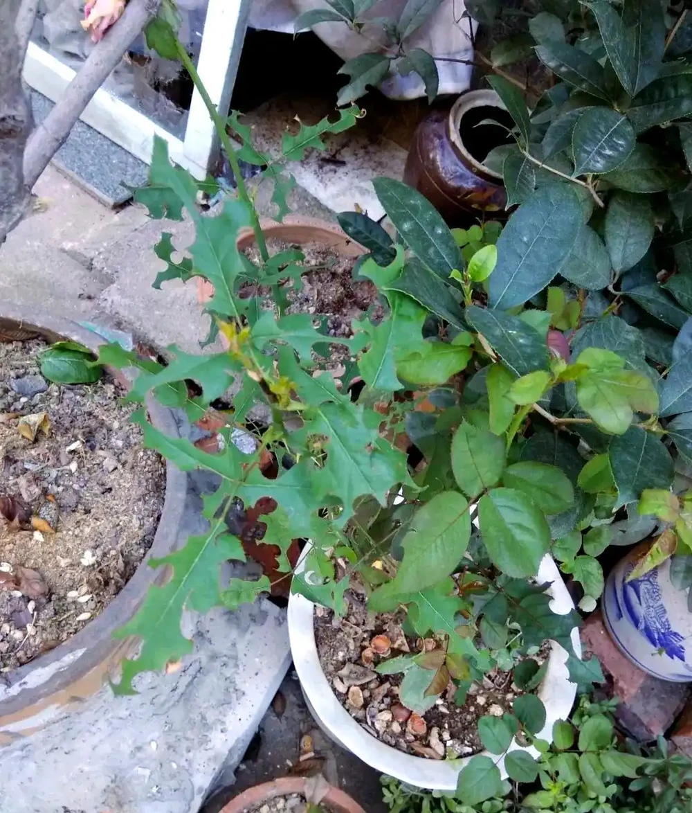 揭秘植物葉片失蹤之謎：切葉蜂的作案手法與防治策略