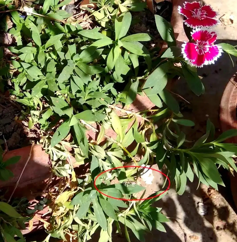 揭秘植物葉片失蹤之謎：切葉蜂的作案手法與防治策略