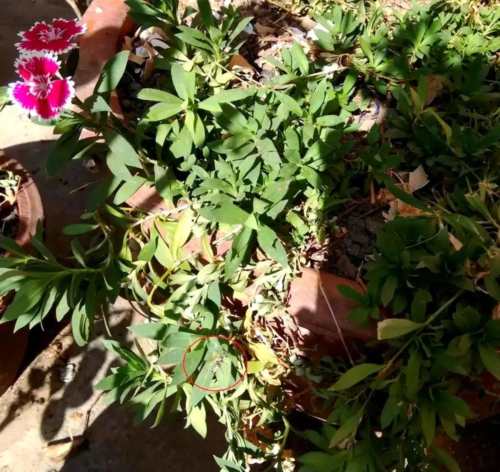 揭秘植物葉片失蹤之謎：切葉蜂的作案手法與防治策略