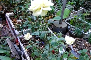 揭秘植物葉片失蹤之謎：切葉蜂的作案手法與防治策略