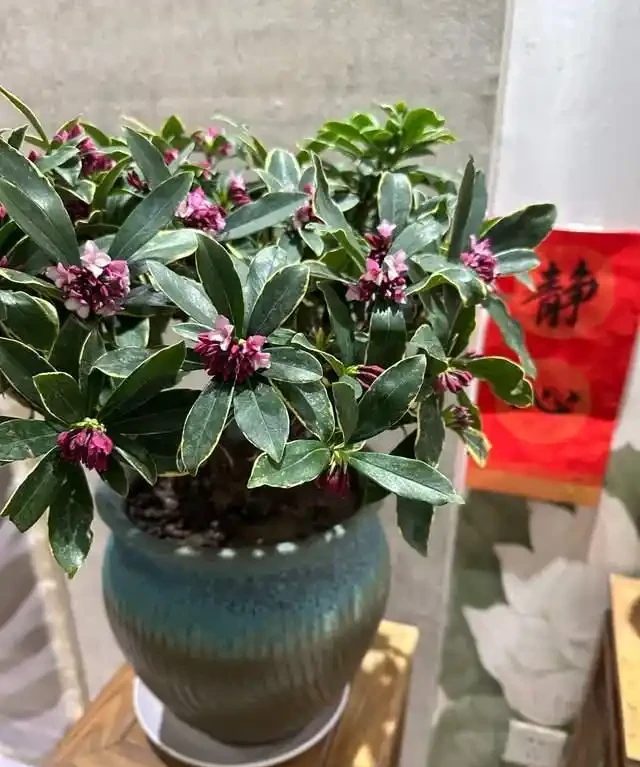 「比香水還要香」的9種花，陽臺上養一盆，滿屋子都飄香！