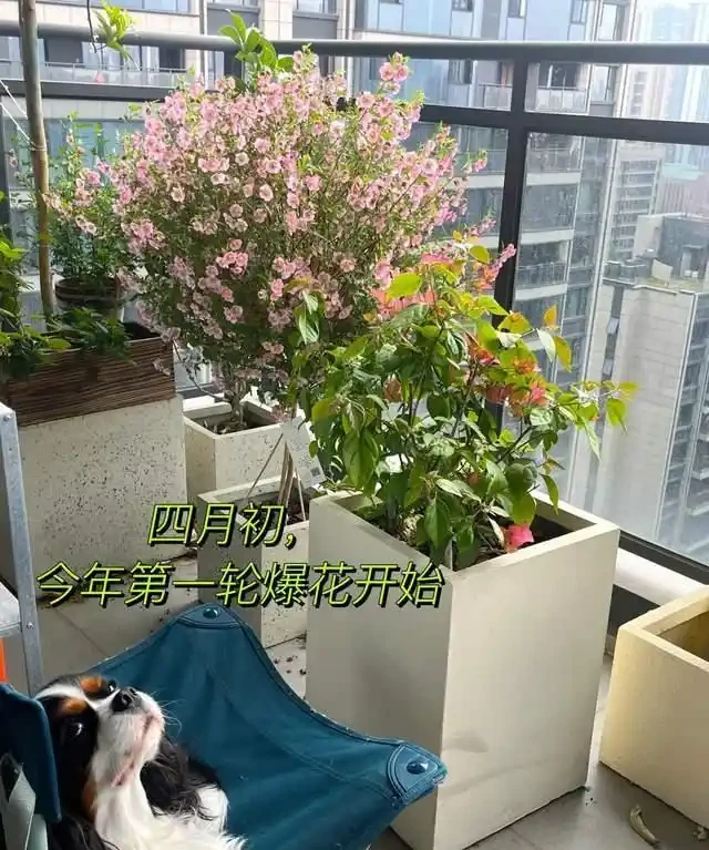 「比香水還要香」的9種花，陽臺上養一盆，滿屋子都飄香！