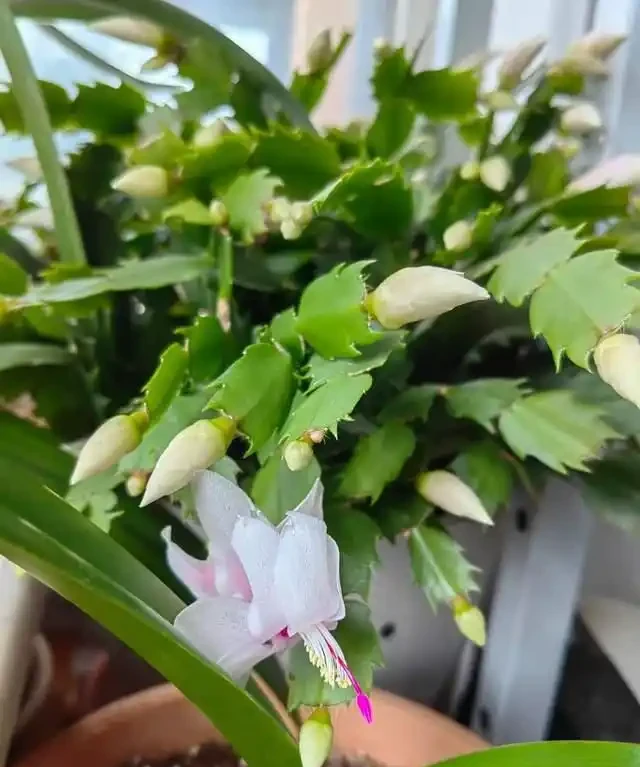 「比香水還要香」的9種花，陽臺上養一盆，滿屋子都飄香！