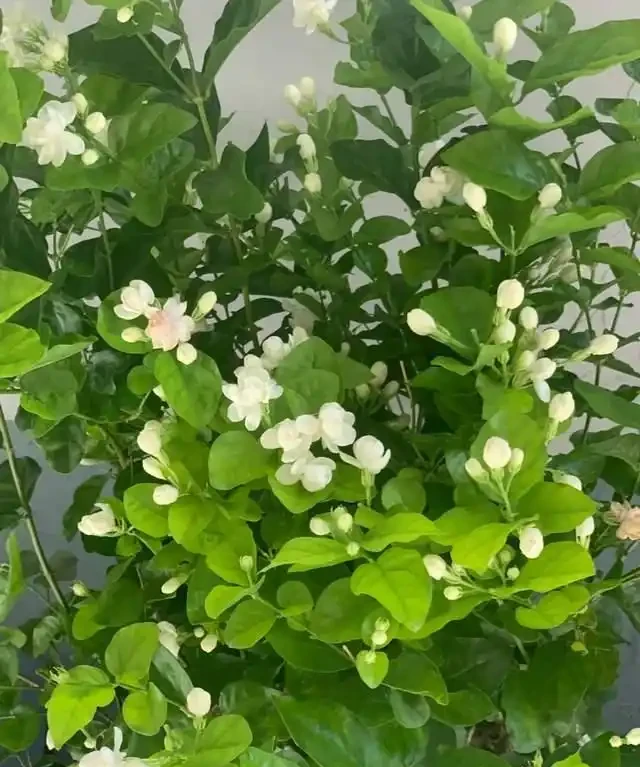 「比香水還要香」的9種花，陽臺上養一盆，滿屋子都飄香！