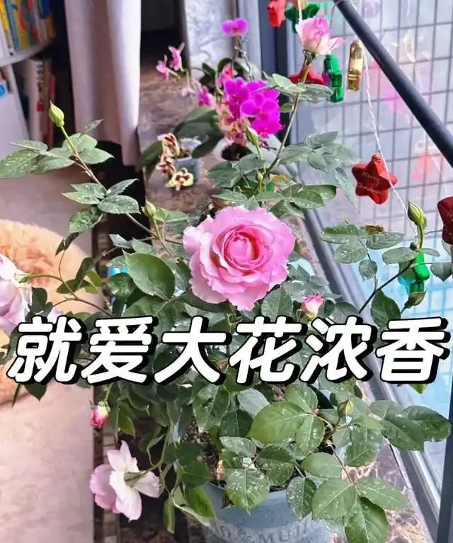 「比香水還要香」的9種花，陽臺上養一盆，滿屋子都飄香！