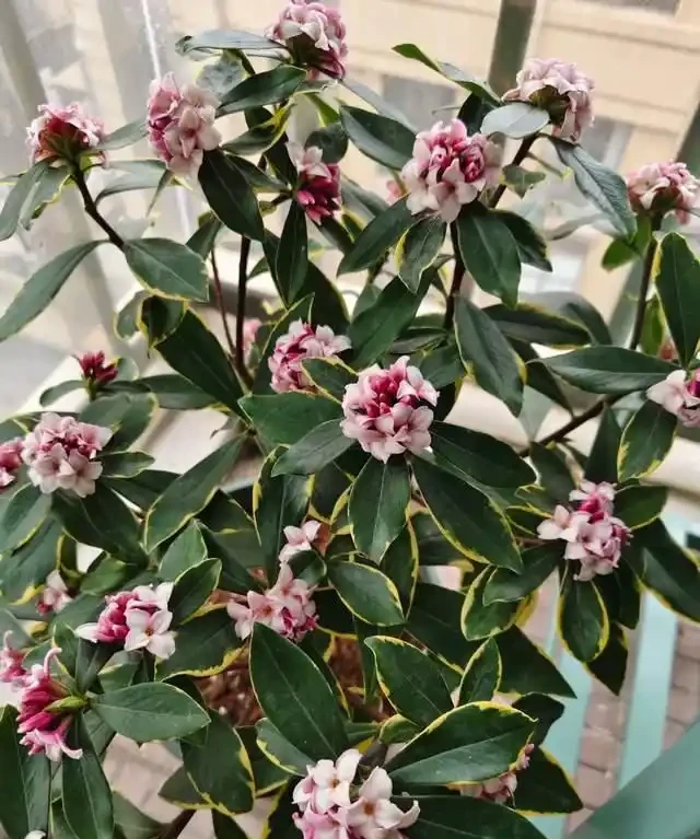 「比香水還要香」的9種花，陽臺上養一盆，滿屋子都飄香！