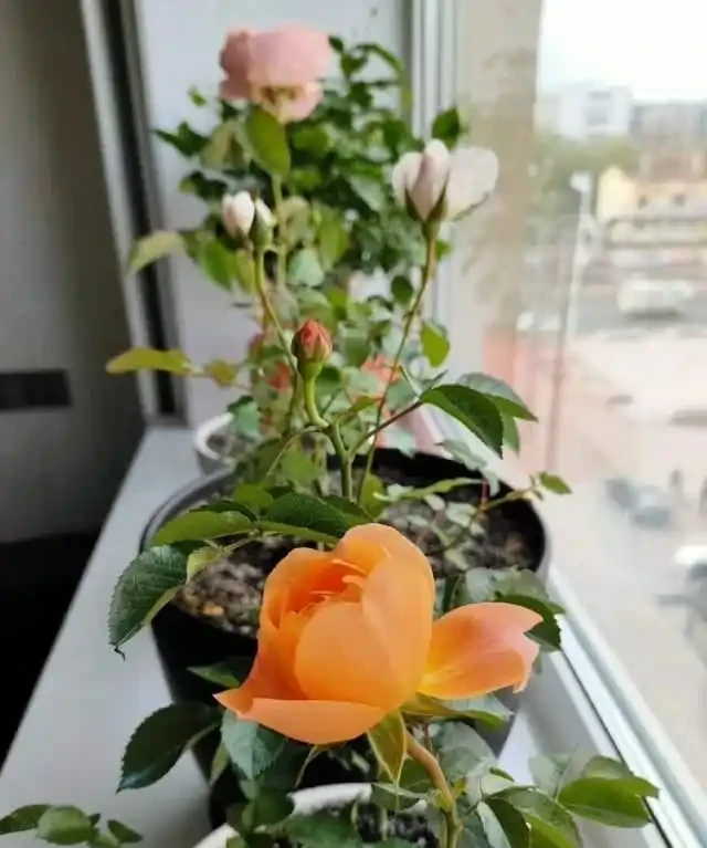 「比香水還要香」的9種花，陽臺上養一盆，滿屋子都飄香！