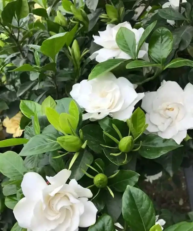 「比香水還要香」的9種花，陽臺上養一盆，滿屋子都飄香！